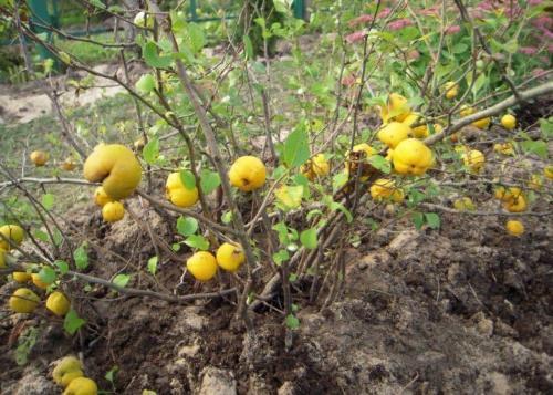 fruta de membrillo