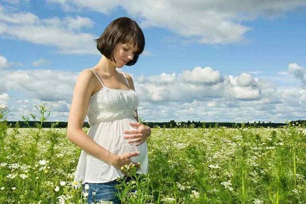les femmes enceintes sont contre-indiquées dans l'achillée millefeuille