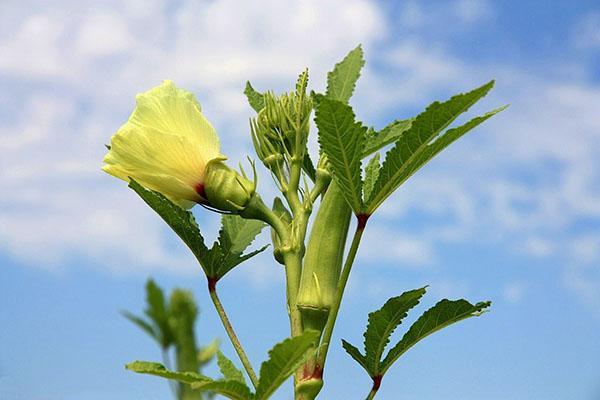 fleurs de gombo