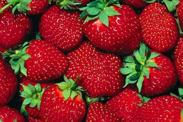 les fraises contiennent beaucoup de vitamine C