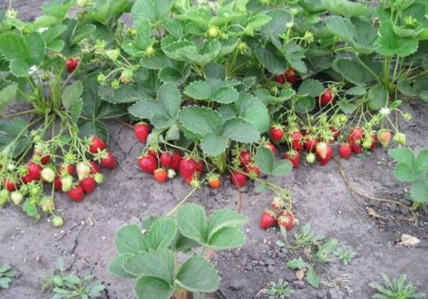 vitamine E dans les fraises