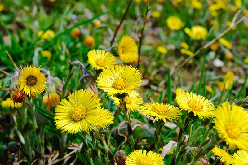 floraison luxuriante de la mère et de la belle-mère