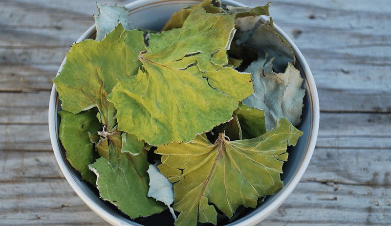 feuilles sèches de tussilage