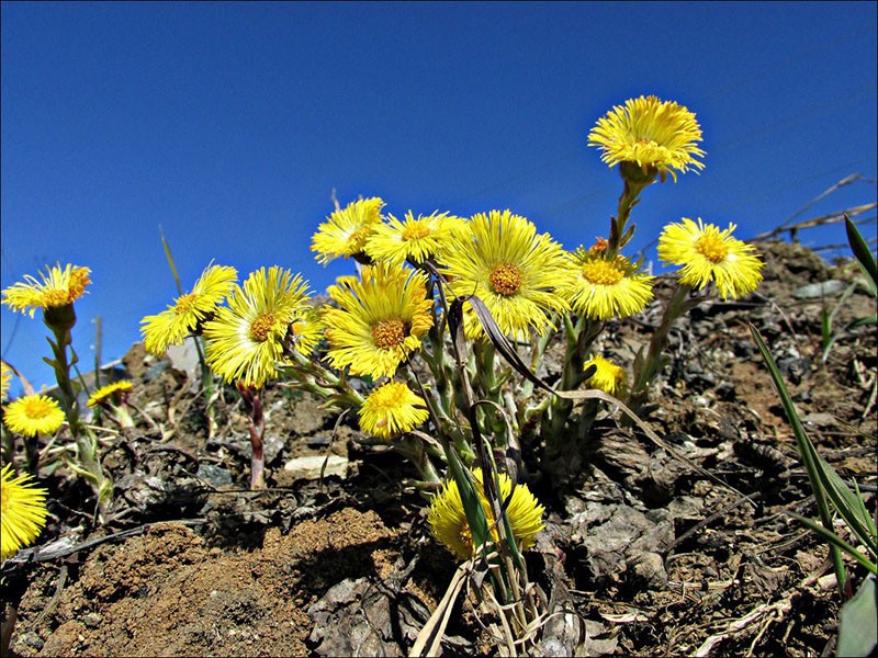 Nom latin de la fleur « Tussilago »