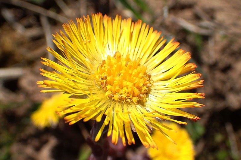 madre y madrastra florece a principios de primavera