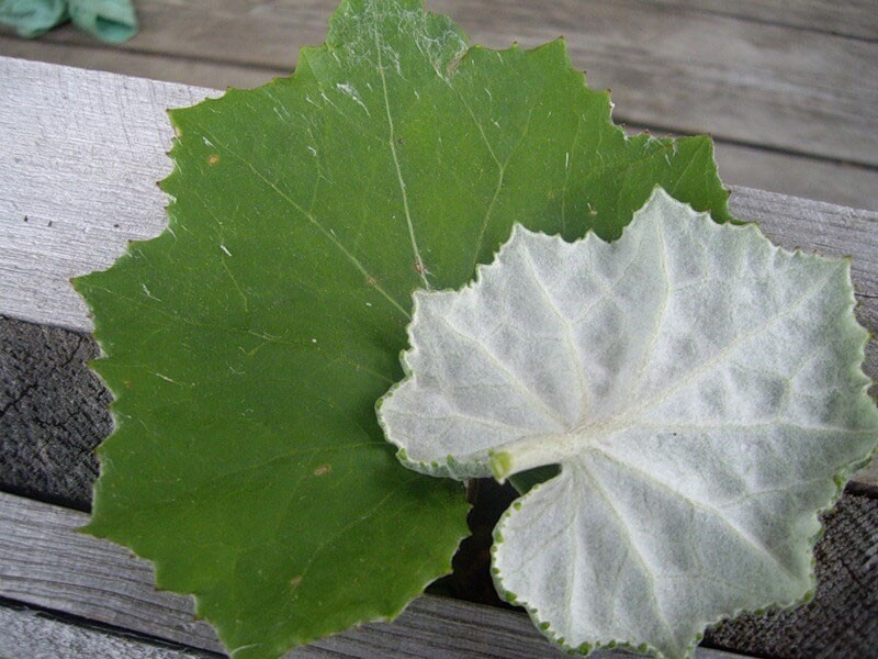 plaques de feuilles de tussilage