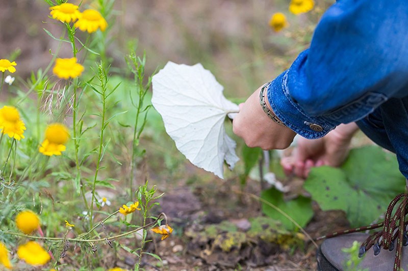 Recolectando el follaje de coltsfoot