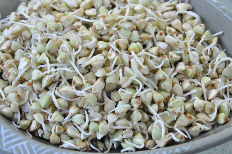 alforfón verde germinado