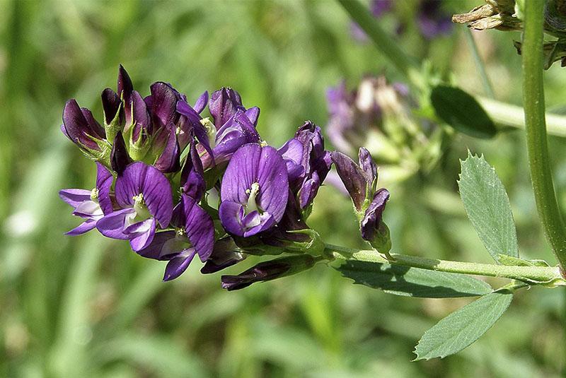 leguminosas en flor