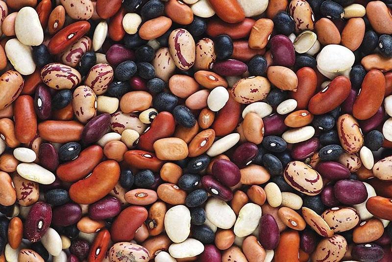 différentes variétés de haricots