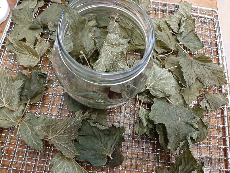 hojas secas de grosella