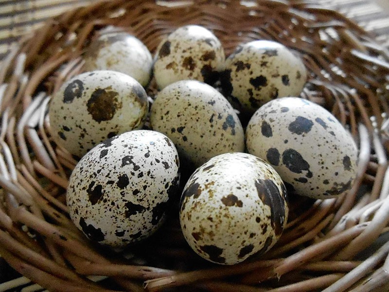 huevos de codorniz frescos