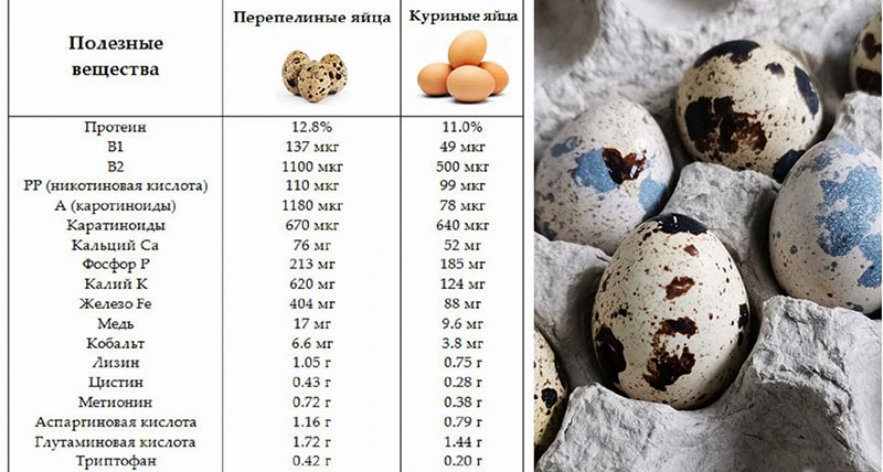 Sustancias útiles de codorniz y huevos de gallina.