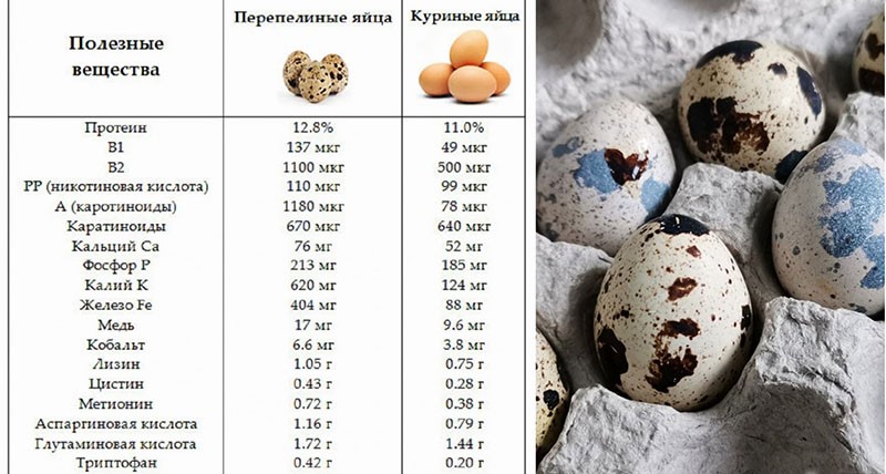 substances utiles des œufs de caille et de poule