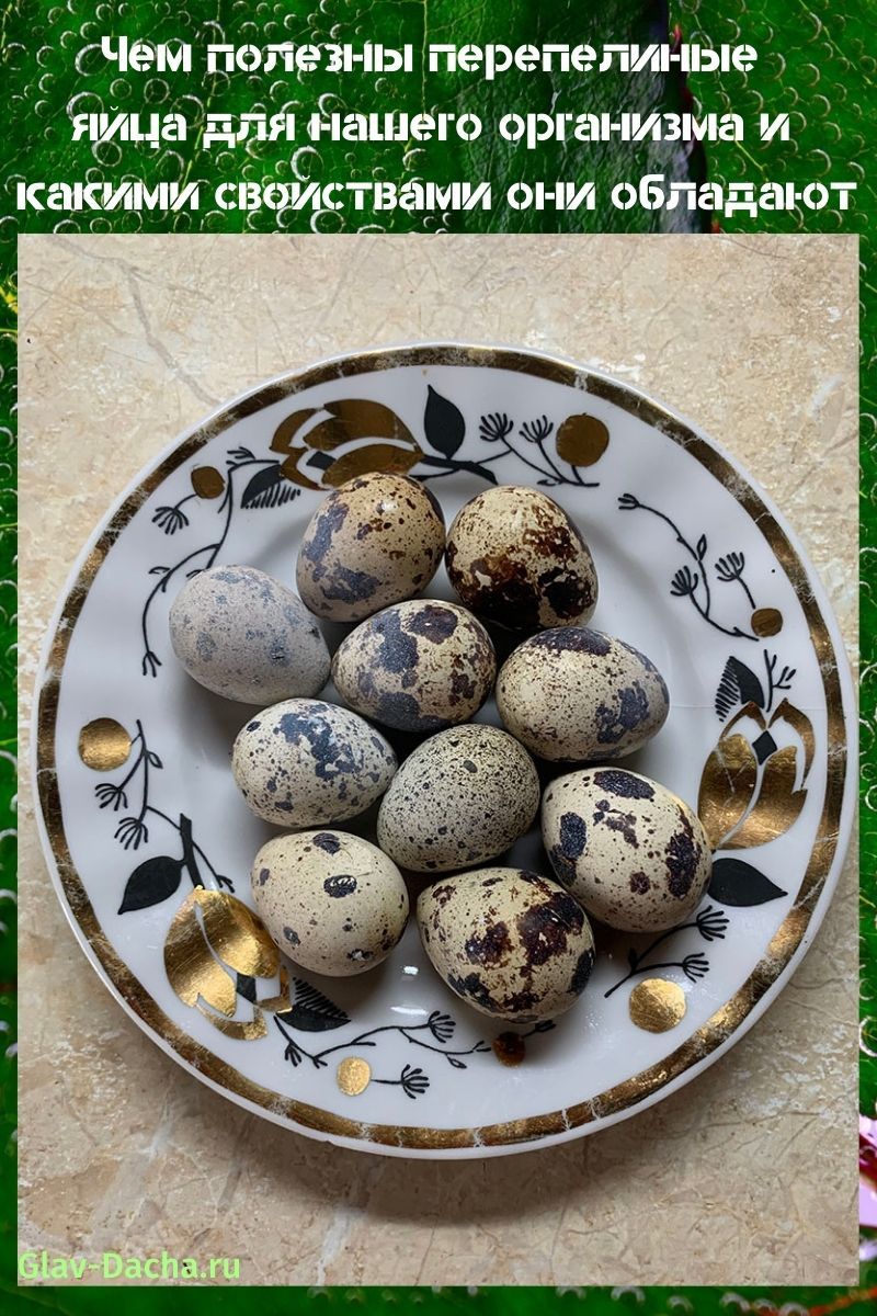 ¿Cómo son útiles los huevos de codorniz?