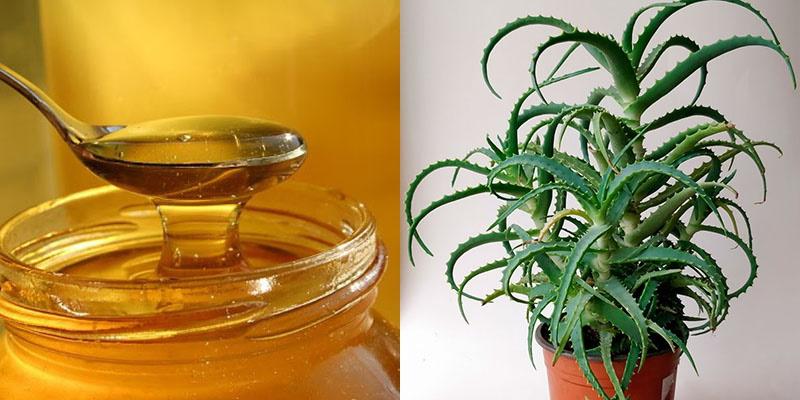 propiedades beneficiosas de la miel y el aloe