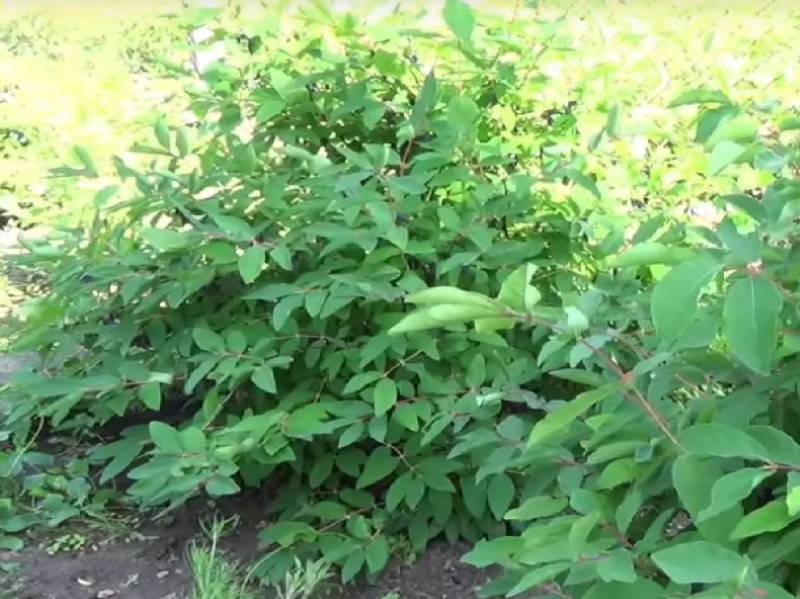 buisson de chèvrefeuille