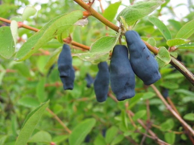 madreselva fruta violeta