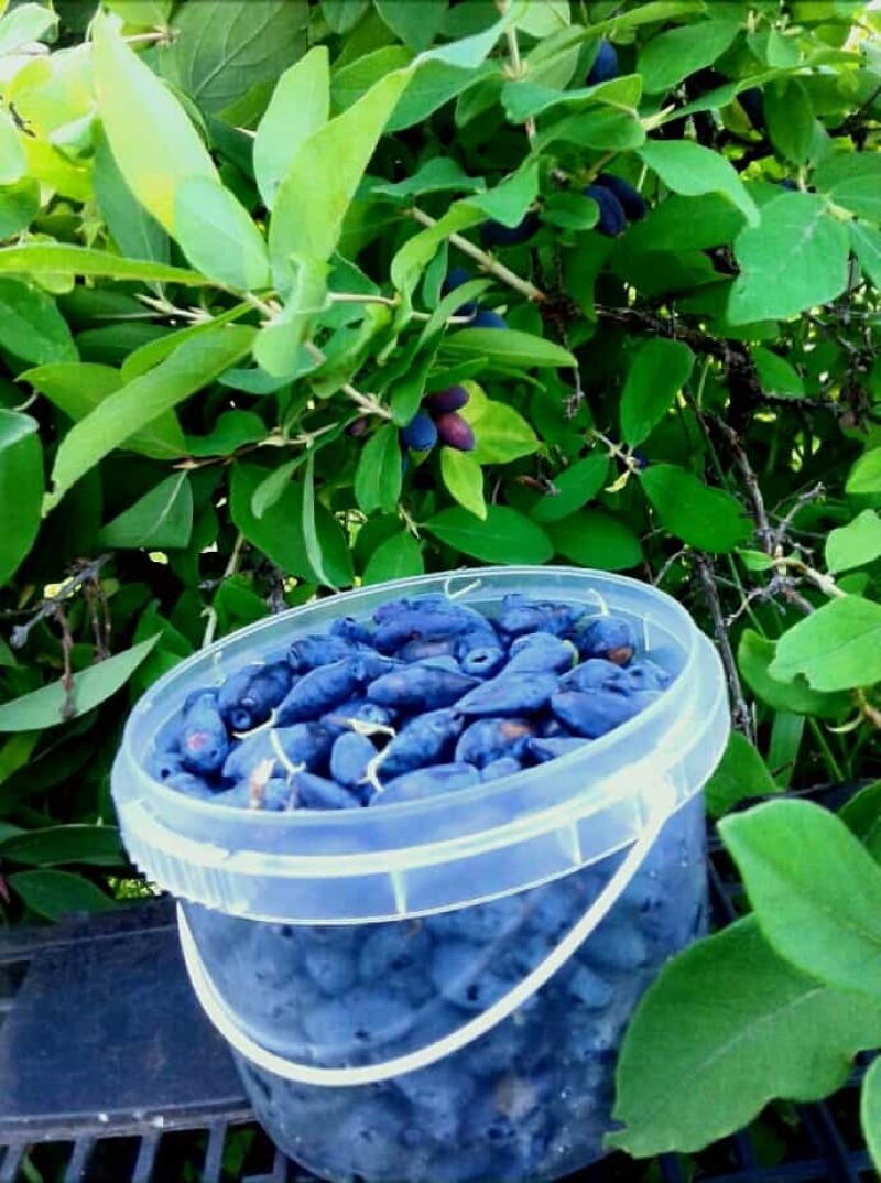 Avantages et inconvénients du chèvrefeuille violet