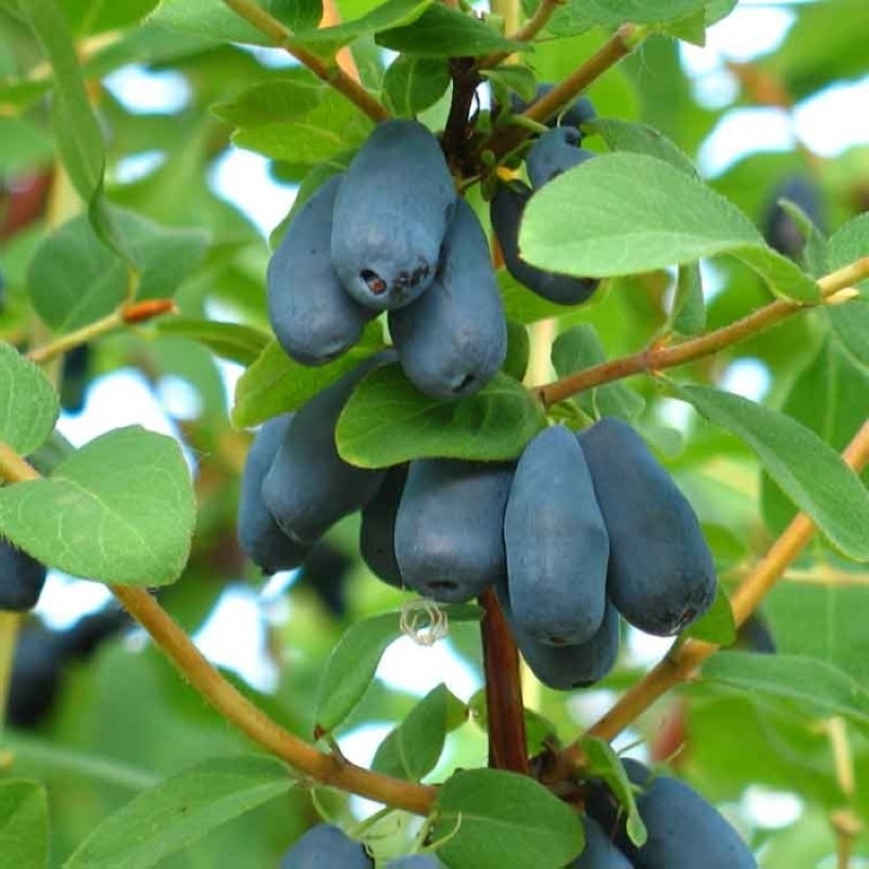 chèvrefeuille violet