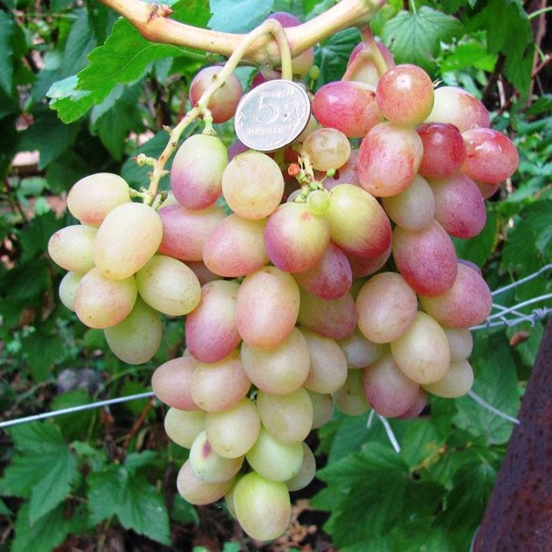 variedad de uva híbrida Tason