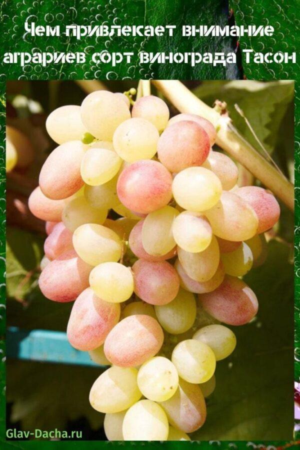 variedad de uva Tason