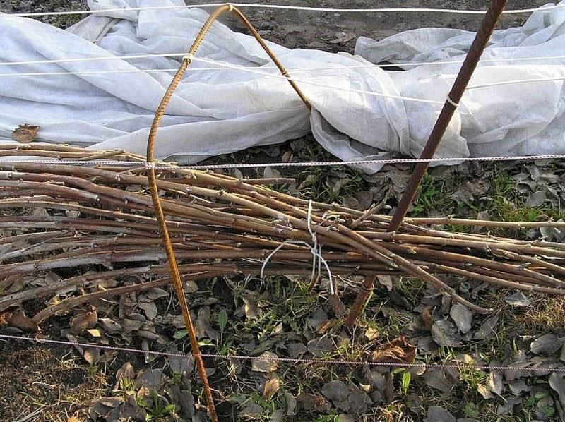 preparando frambuesas para el invierno