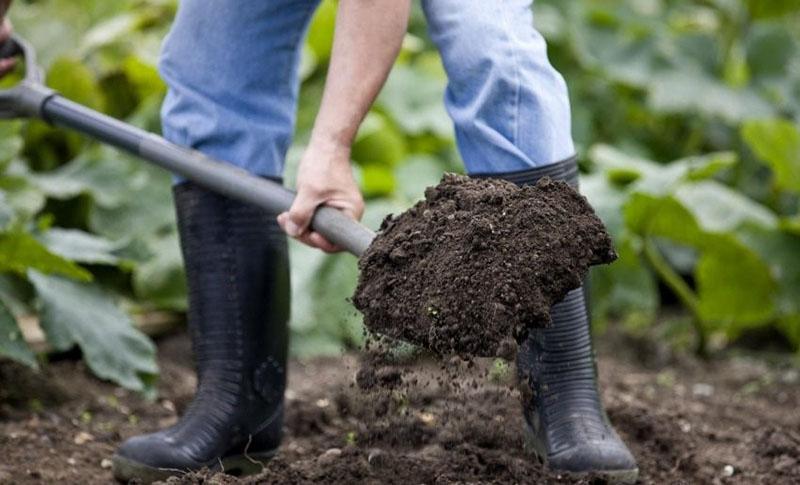 elegir un sitio de plantación de frambuesas