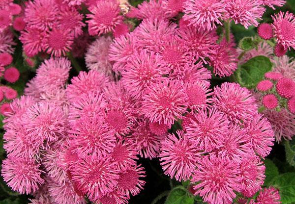 fuego rosa grado