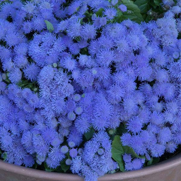 Laguna azul enana de Ageratum