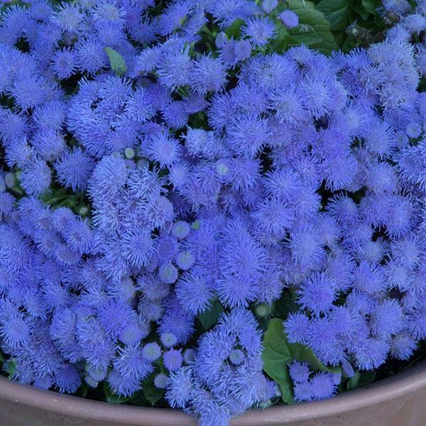 Ageratum nain Blue Lagoon