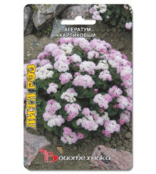 pequeñas rosas ageratum