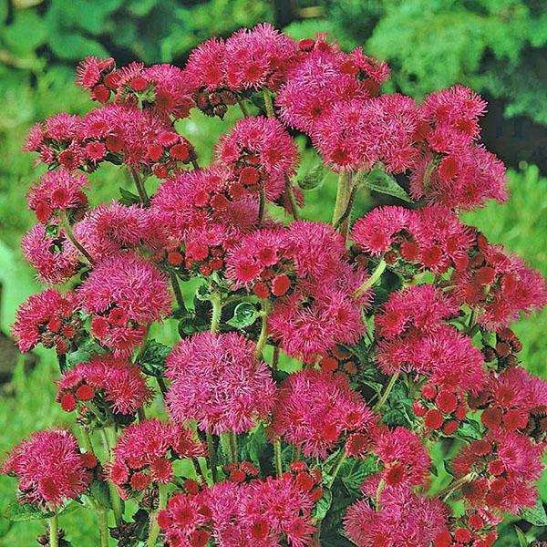 ageratum rojo