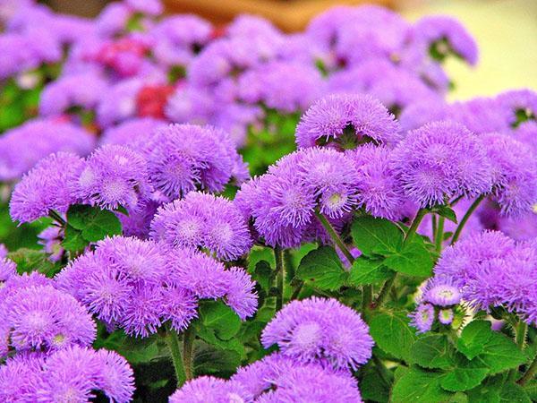 Boule Bleue Ageratum