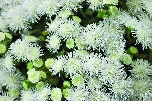 Ageratum Été Neige