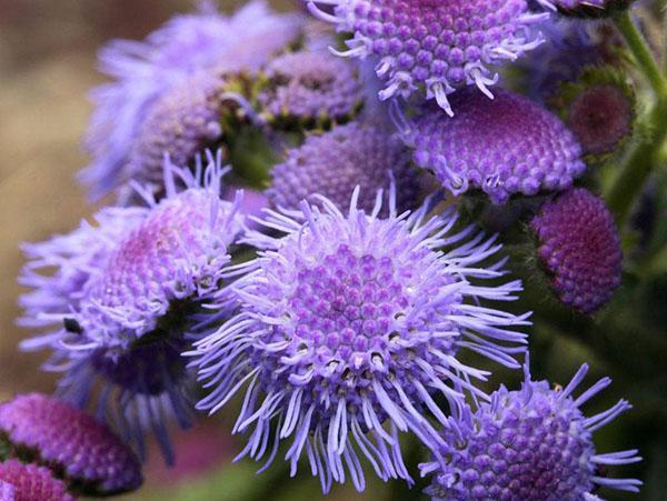 Ageratum Blau Kappé