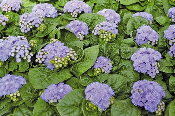 ageratum mexicain