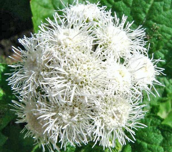 bola blanca de grado