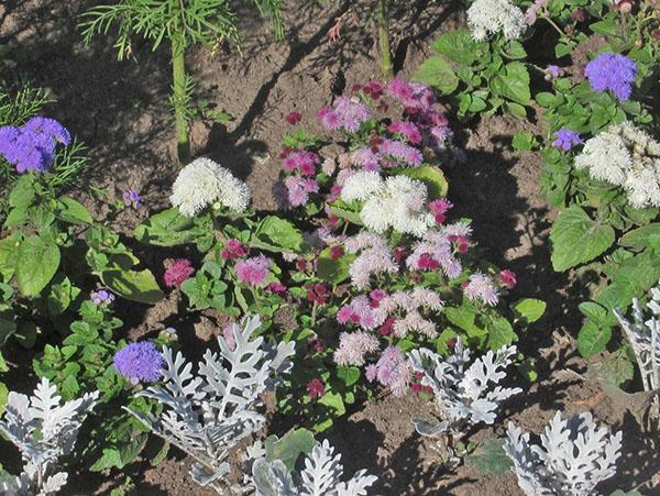 types et variétés d'ageratum