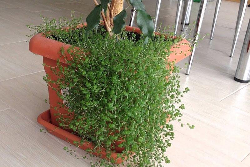 solution saline avec ficus dans un pot