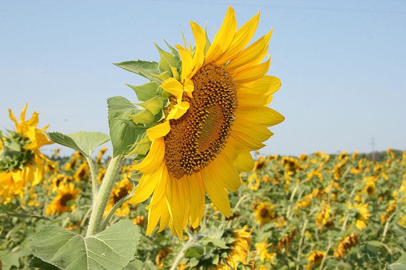 variétés de tournesol résistantes à l'orpin