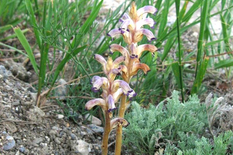 caractéristiques de l'origan de tournesol