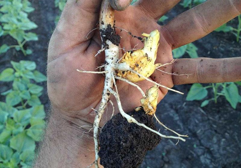 romarin de tournesol sur racine de tournesol