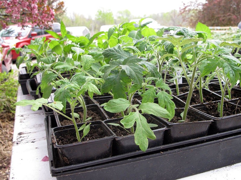 semis de tomate nain de Mongolie