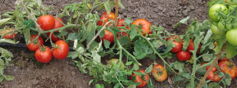 Tomate enano mongol en un jardín abierto