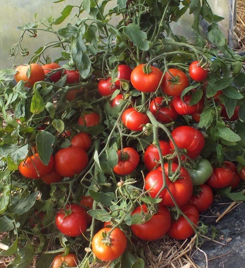 características del cuidado de los tomates