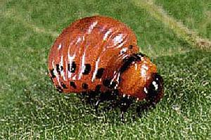 Escarabajo joven de la patata de colorado
