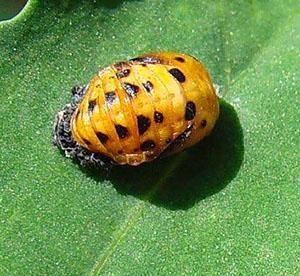 Larve de coccinelle