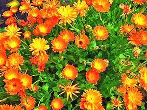 Le calendula, pour lutter contre le doryphore de la pomme de terre