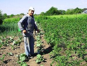 Tratamiento de patatas contra el escarabajo.